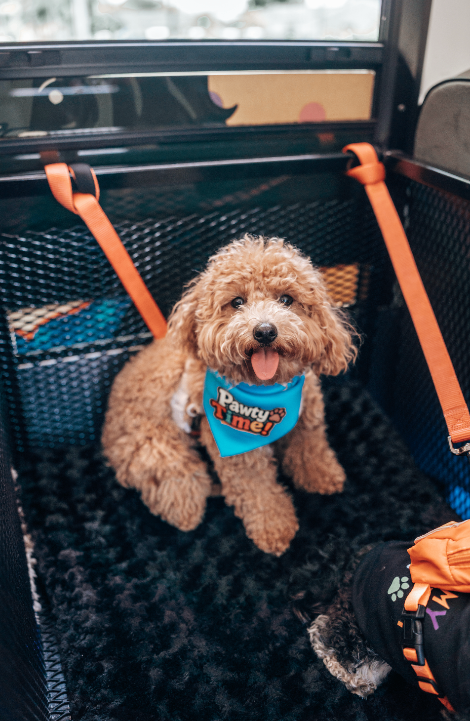 Smiling doodle in a Pawty Time bandana strapped safely in the bus