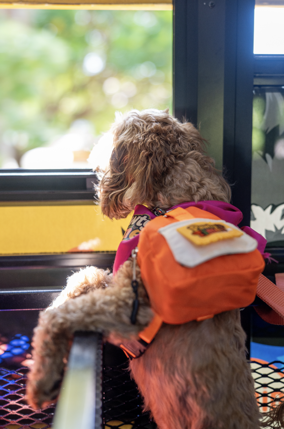 Curious pup peeking out the Pawty Bus window with an orange backpack