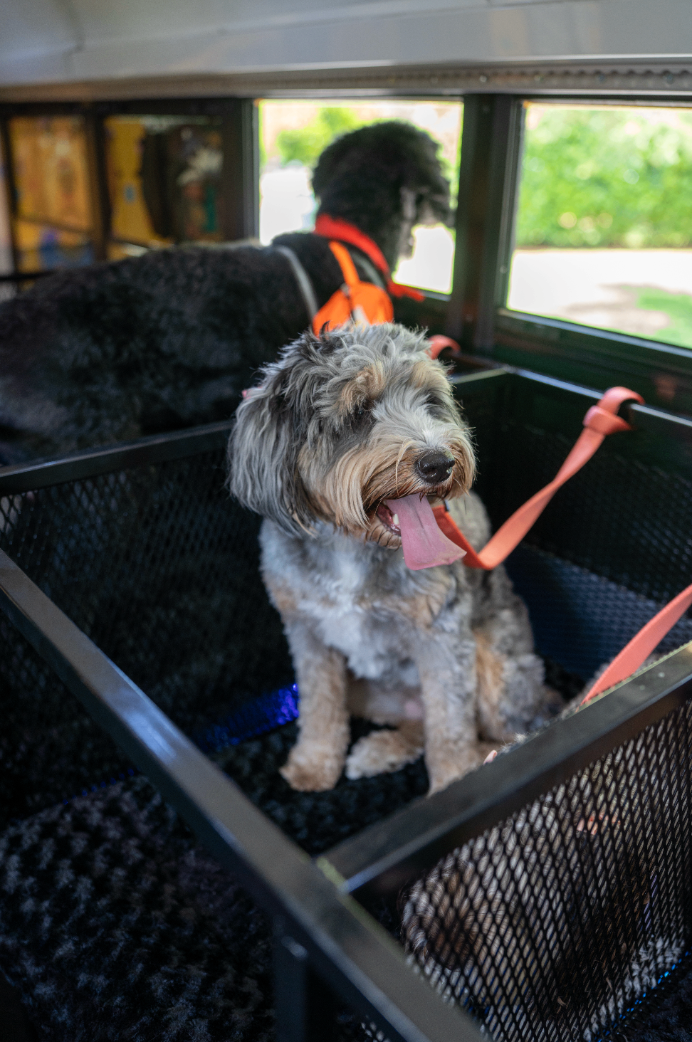Two doodles resting on plush bus bedding between rides