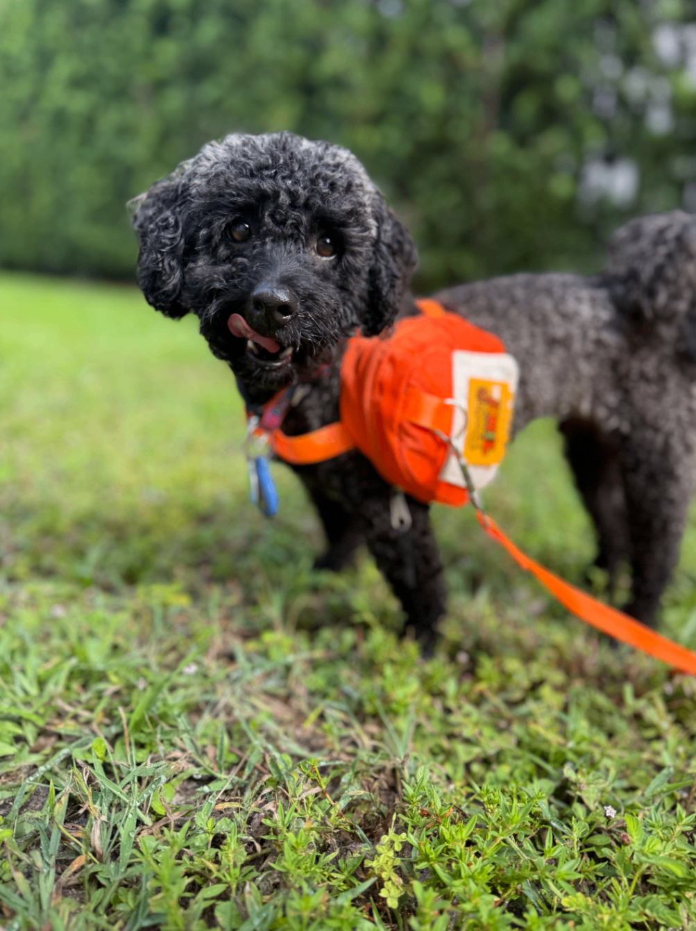 Black poodle in an orange Pawty Time harness on the grass