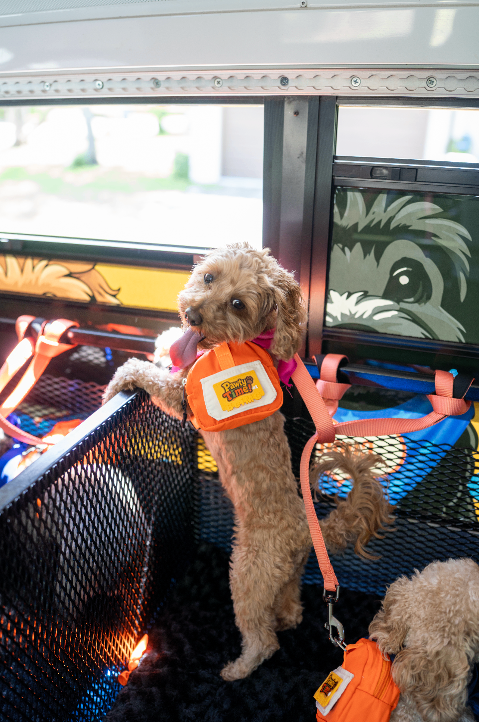Doodle sporting a Pawty Time backpack ready for adventure