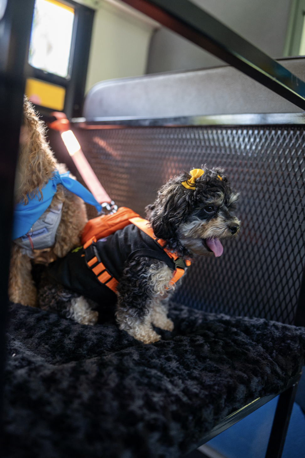 Black cavapoo in an orange safety vest on the bus bench