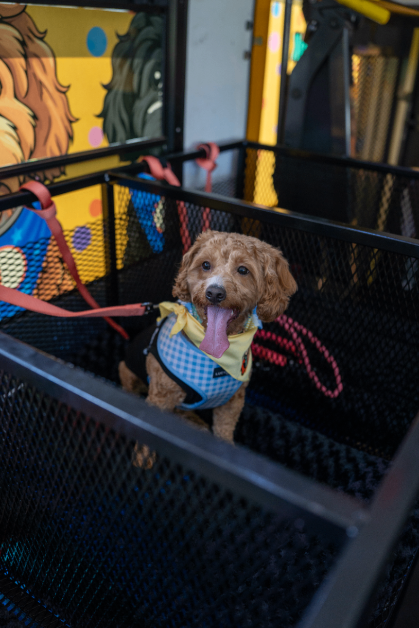 Golden doodle in a checkered harness inside the Pawty Bus