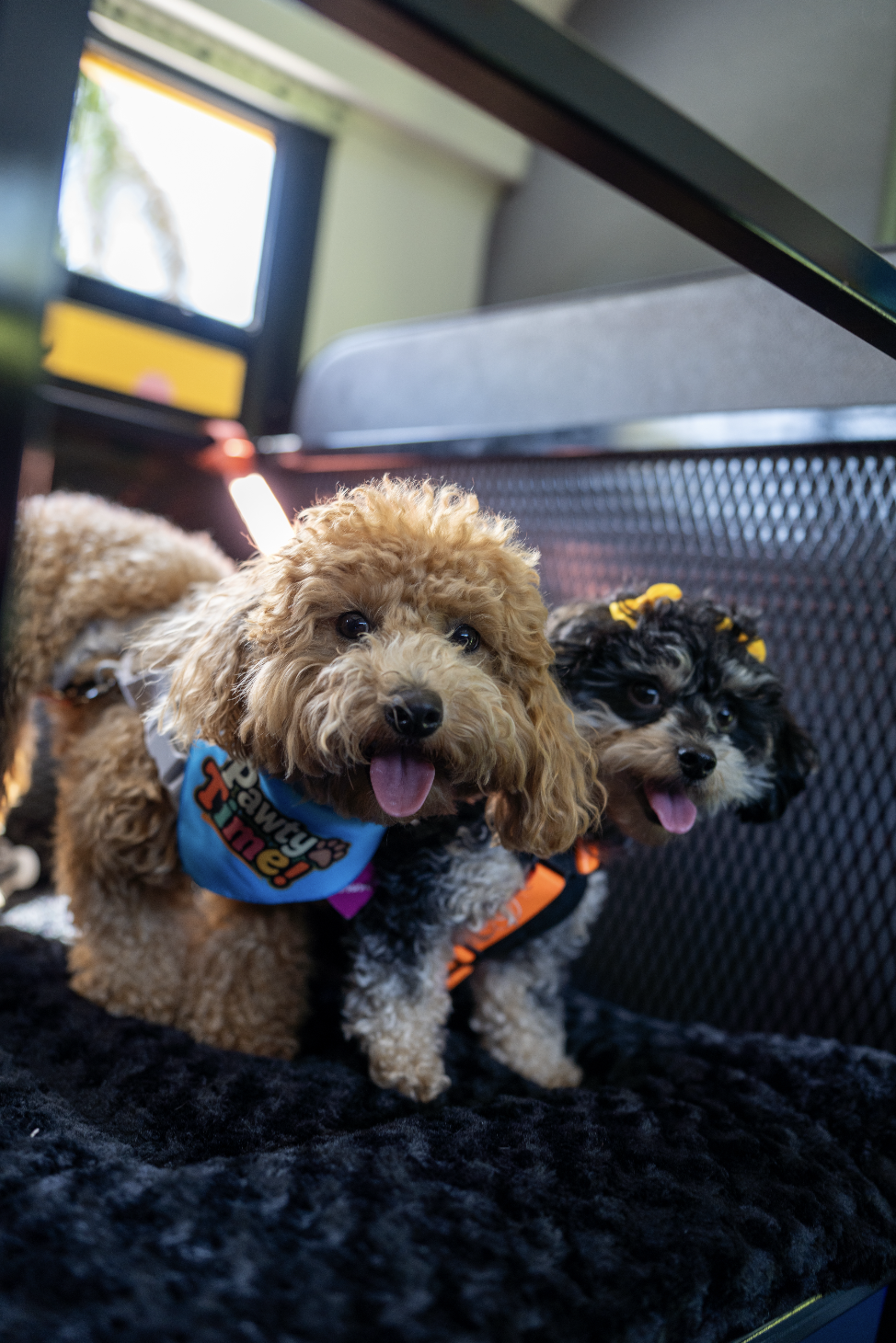 Two happy pups tongues out riding side by side on the Pawty Bus
